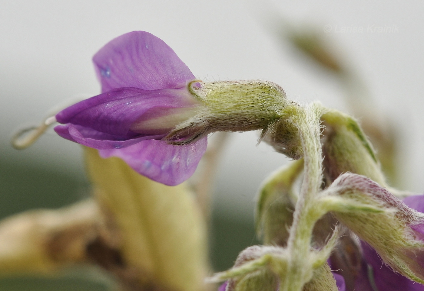 Image of Oxytropis mandshurica specimen.