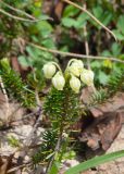 Phyllodoce aleutica