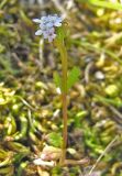 Valerianella echinata. Цветущее растение. Южный Берег Крыма, Артек, Пушкинская скала. 23.04.2007.