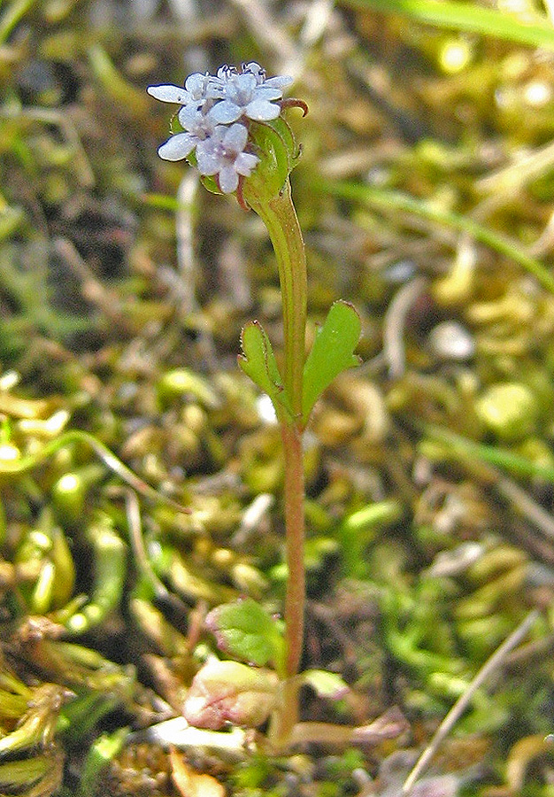 Изображение особи Valerianella echinata.