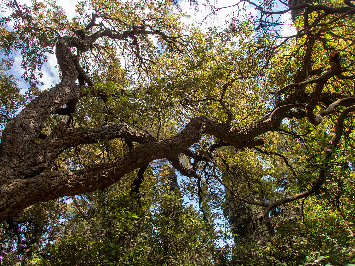Изображение особи Quercus suber.