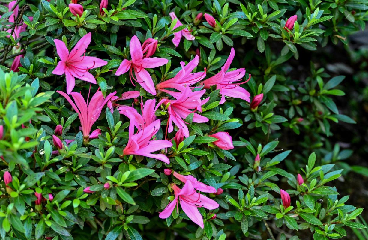 Изображение особи род Rhododendron.