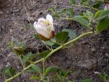 Capparis herbacea