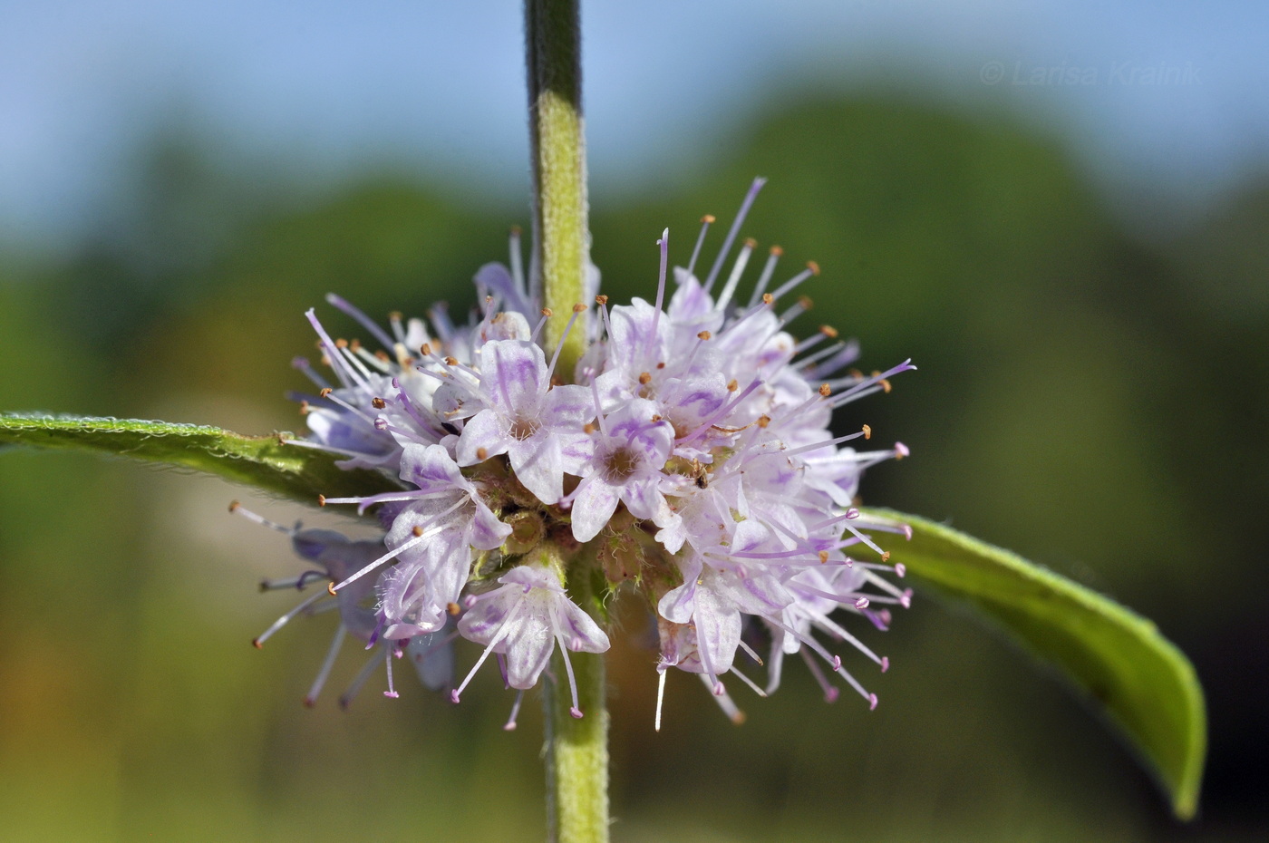Image of Mentha canadensis specimen.