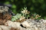 Sedum hispanicum