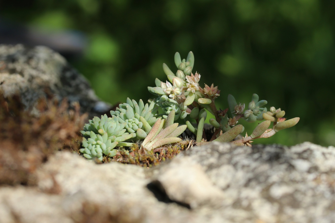 Image of Sedum hispanicum specimen.