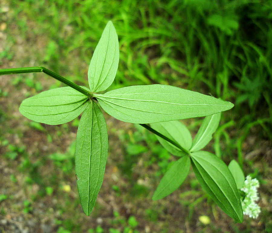 Изображение особи Galium physocarpum.