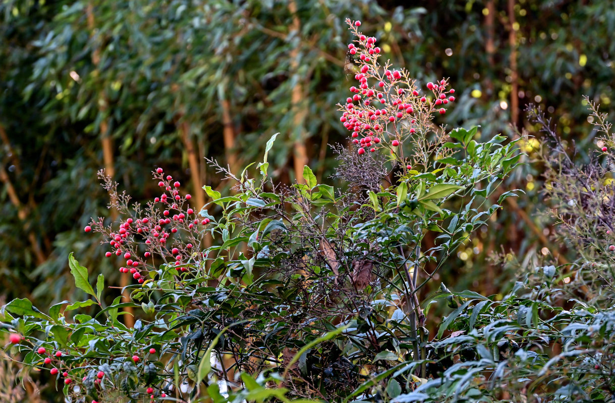 Image of Nandina domestica specimen.