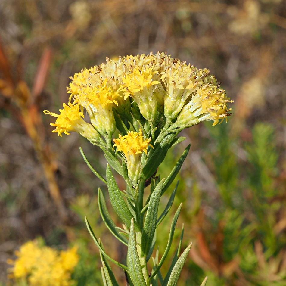 Image of Galatella biflora specimen.