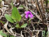 Viola primorskajensis