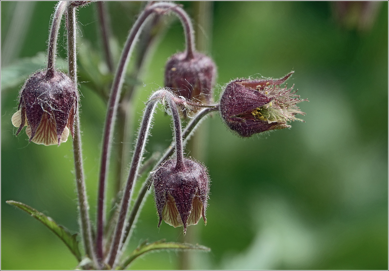 Image of Geum rivale specimen.