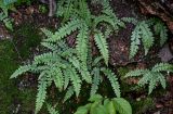 Protowoodsia manchuriensis. Вегетирующие растения. Китай, пров. Аньхой, национальный парк \"Хуаншань\", смешанный лес, поросший мхами каменистый участок склона. 29.05.2025.