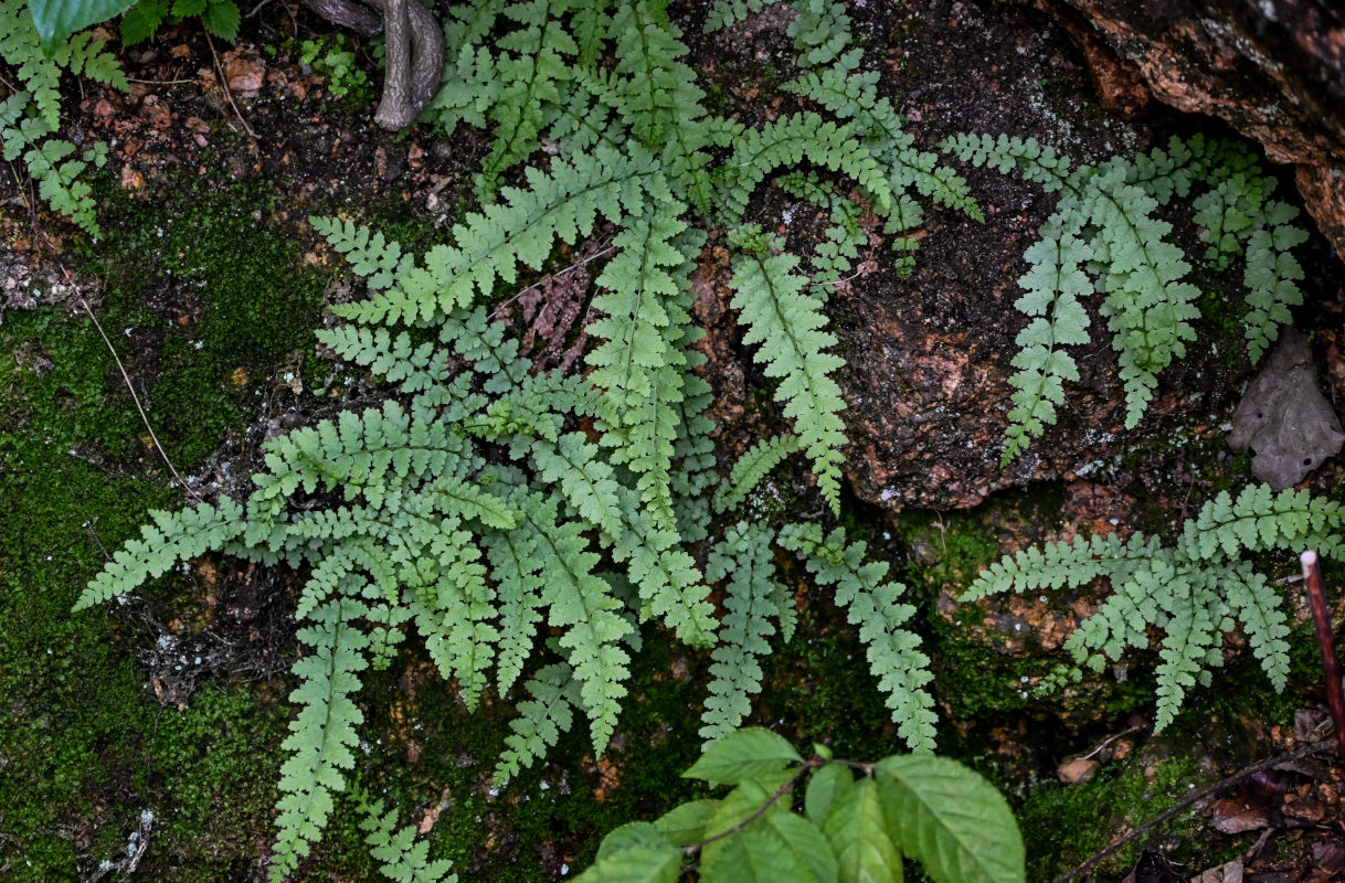 Изображение особи Protowoodsia manchuriensis.