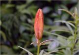 Lilium pensylvanicum