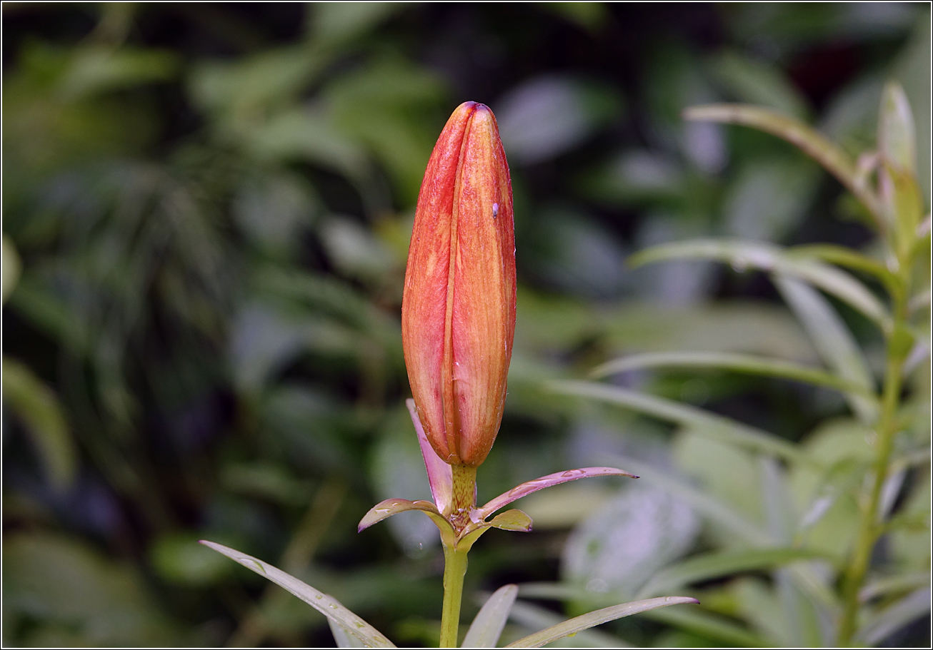 Image of Lilium pensylvanicum specimen.