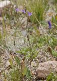 Campanula wolgensis