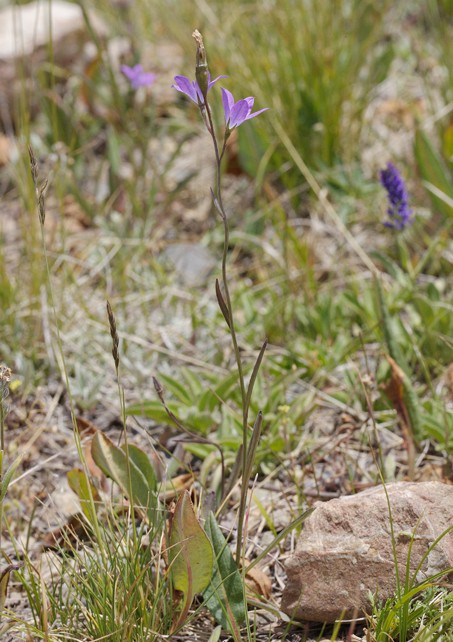Изображение особи Campanula wolgensis.
