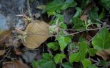 Legousia falcata. Верхушка плодоносящего растения. Абхазия, окр. г. Новый Афон, вершина Иверской горы, покрытый плющом склон. 12.06.2025.