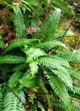 Blechnum spicant