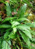 Blechnum spicant