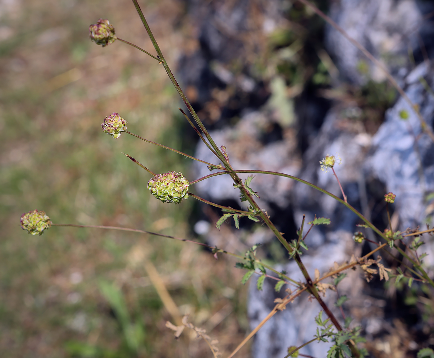 Image of Poterium sanguisorba specimen.