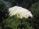 Seseli nemorosum. Соцветие. Казахстан, Жамбылская обл., Жуалынский р-н, запов. \"Аксу-Джабаглы\"; Таласский Алатау, ущ. Коксай, ≈ 2150 м н.у.м., у берега речки. Собрано 2 августа 2025 г.