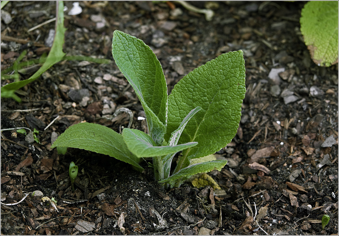 Изображение особи Digitalis purpurea.