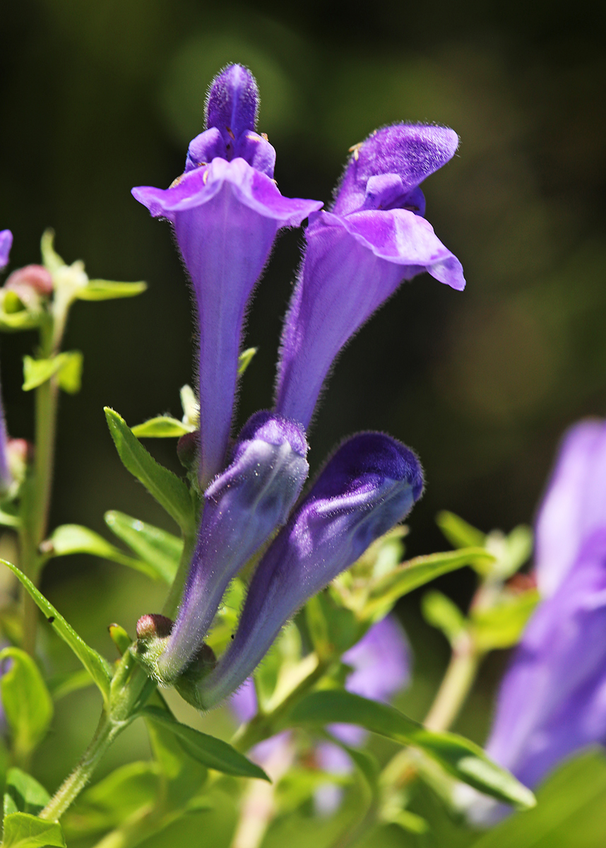 Изображение особи Scutellaria baicalensis.