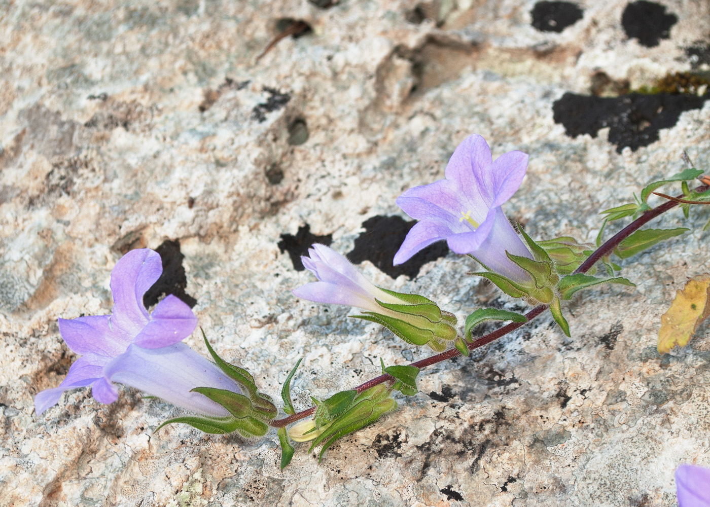 Image of genus Campanula specimen.