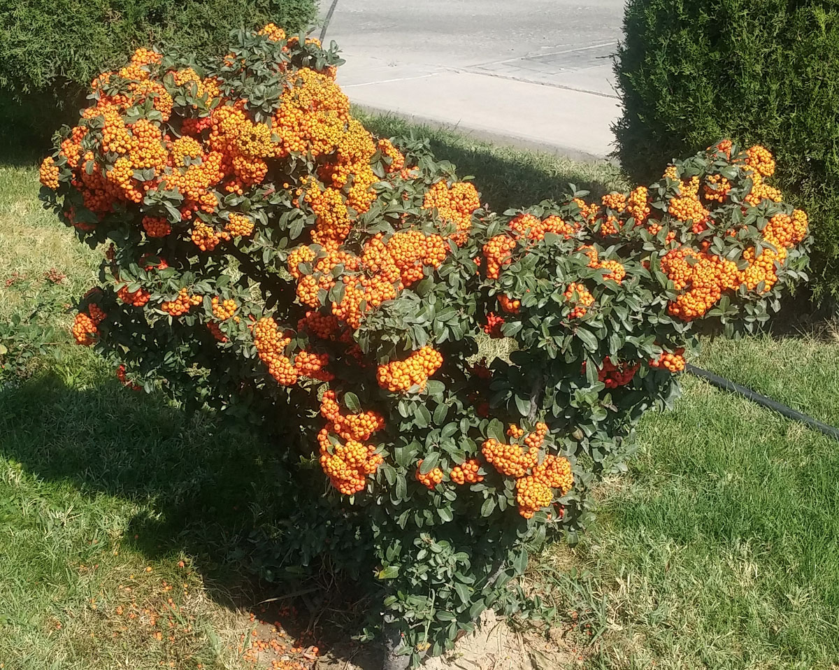 Изображение особи Pyracantha coccinea.