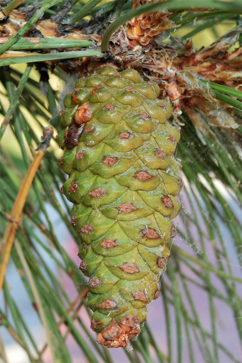 Изображение особи Pinus pallasiana.