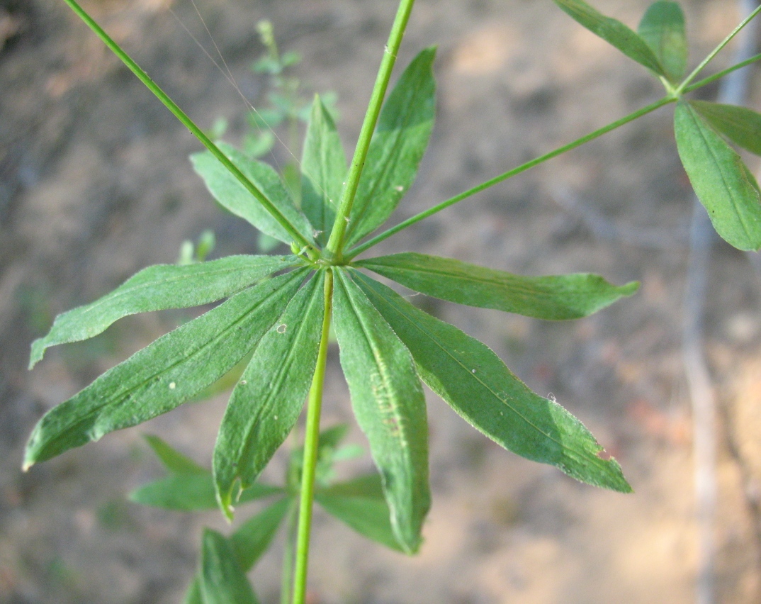 Image of Galium intermedium specimen.