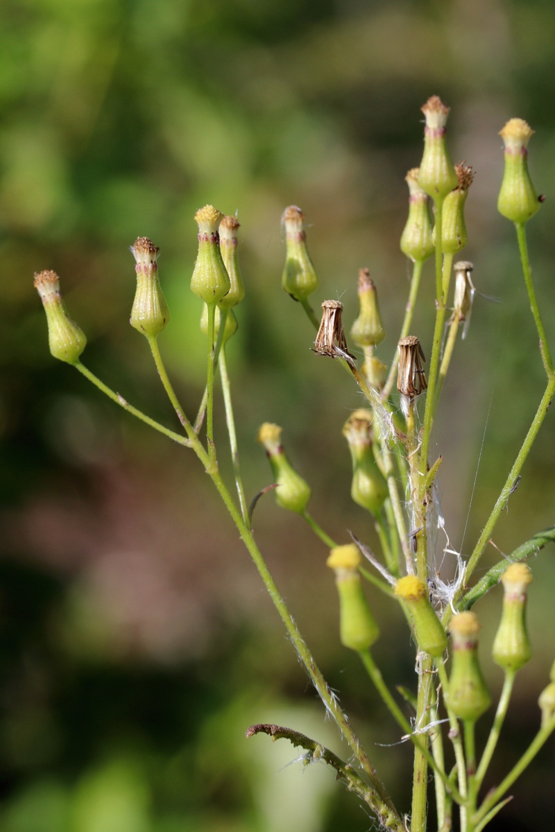 Image of Senecio dubitabilis specimen.