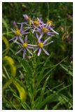 View gallery of subtaxa Image of specimen