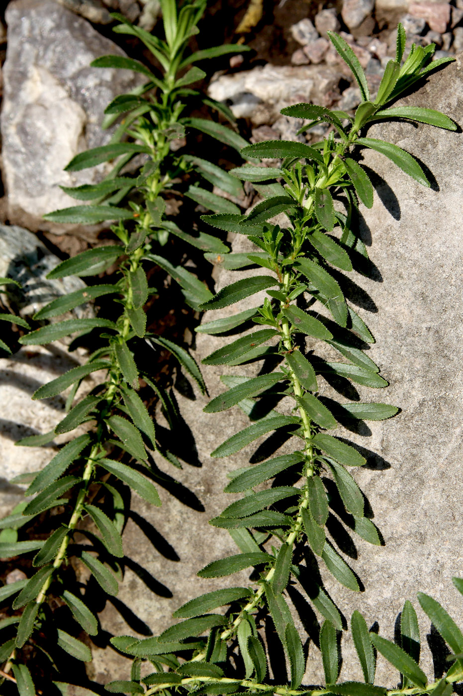 Image of Hypericum orientale specimen.