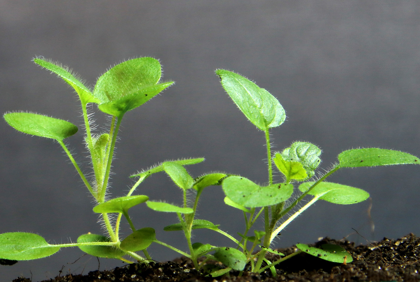 Image of Schizonepeta multifida specimen.