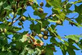 Platanus orientalis. Часть ветви с соплодиями. Португалия, округ Лейрия, пос. Обидуш, в культуре. 07.08.2025.