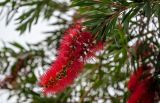 Callistemon citrinus. Верхушка побега с соцветием. Португалия, о-в Мадейра, г. Сантана, в культуре. 20.08.2025.