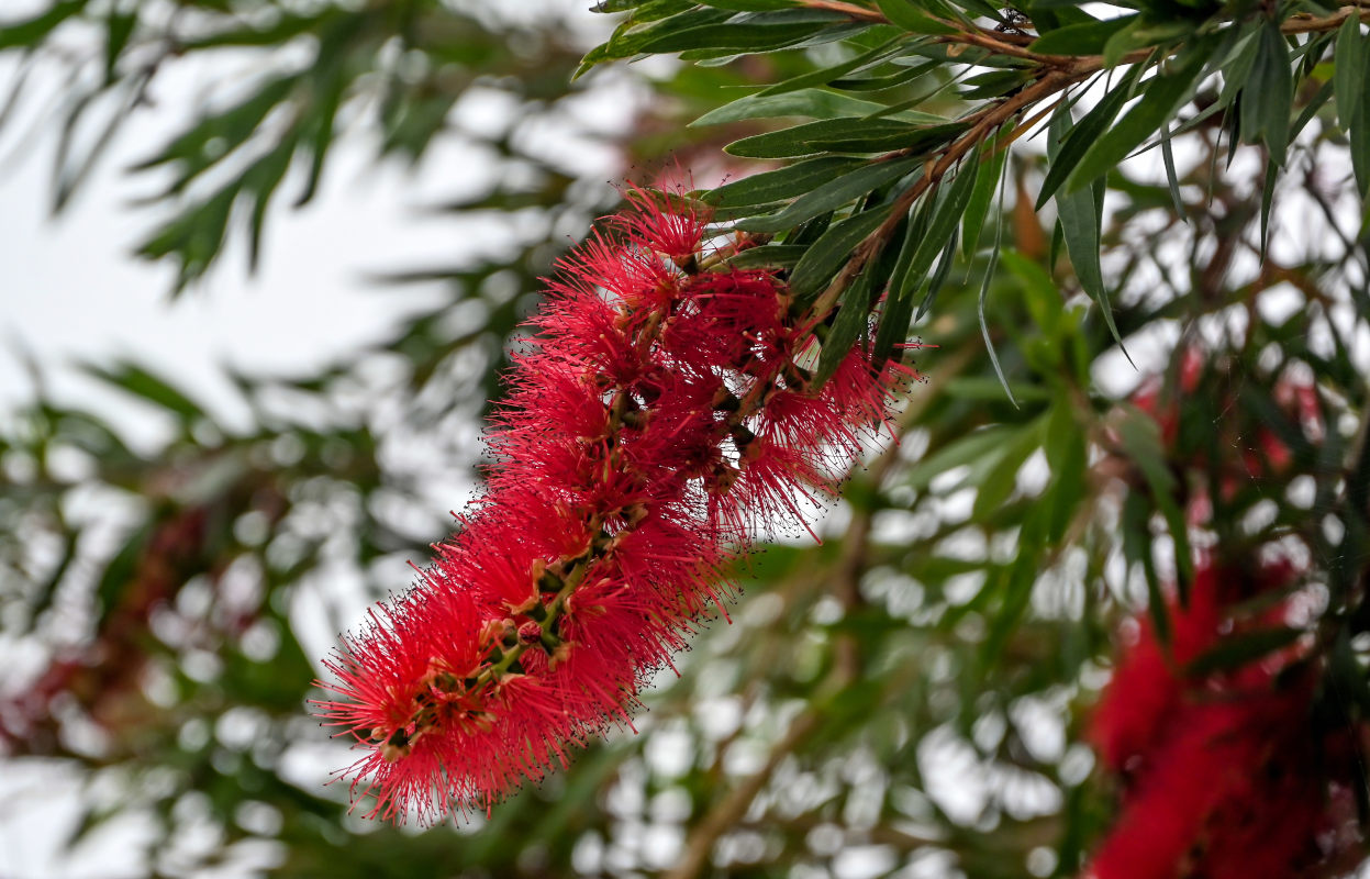 Изображение особи Callistemon citrinus.