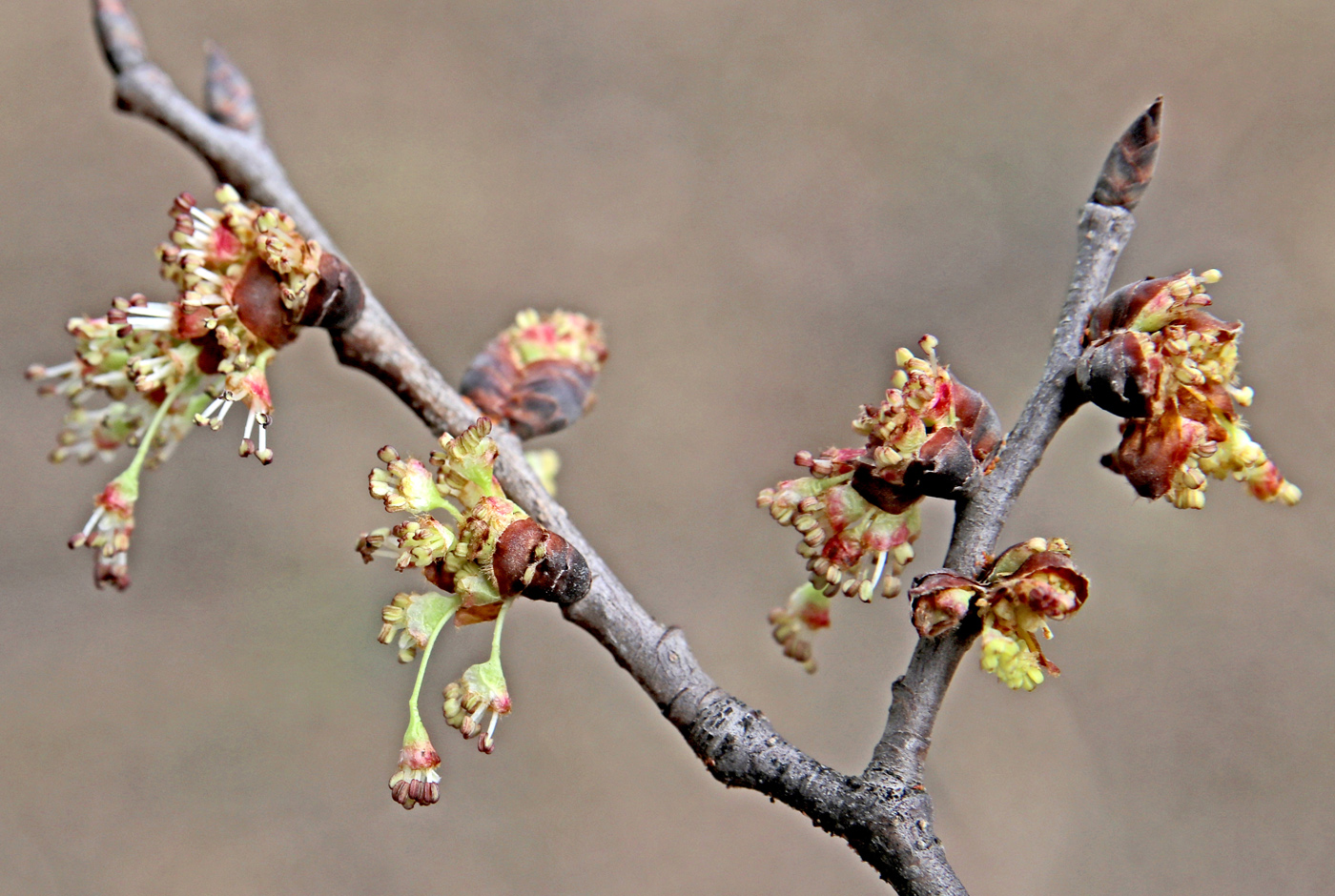 Изображение особи Ulmus laevis.