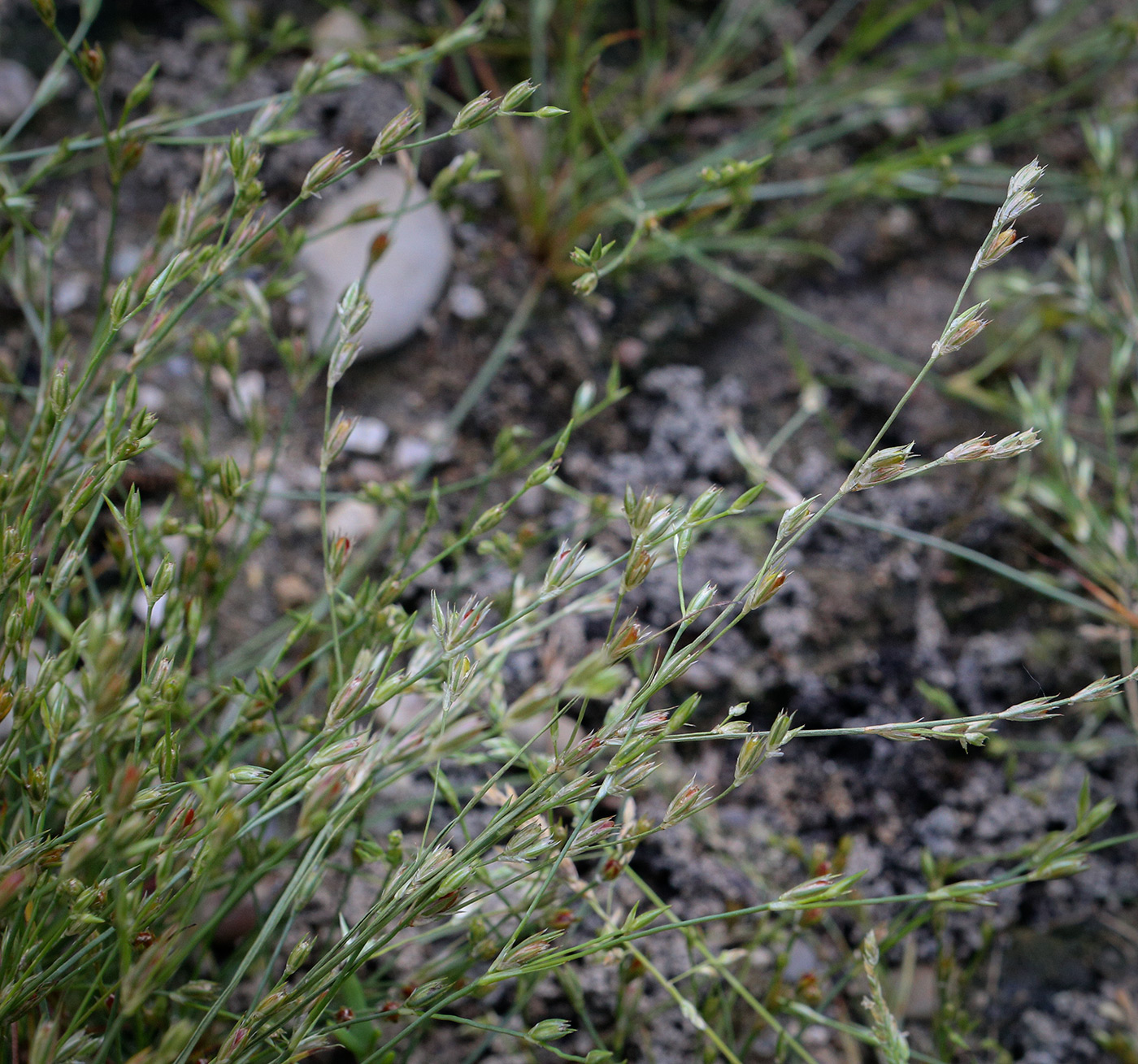 Image of Juncus bufonius specimen.