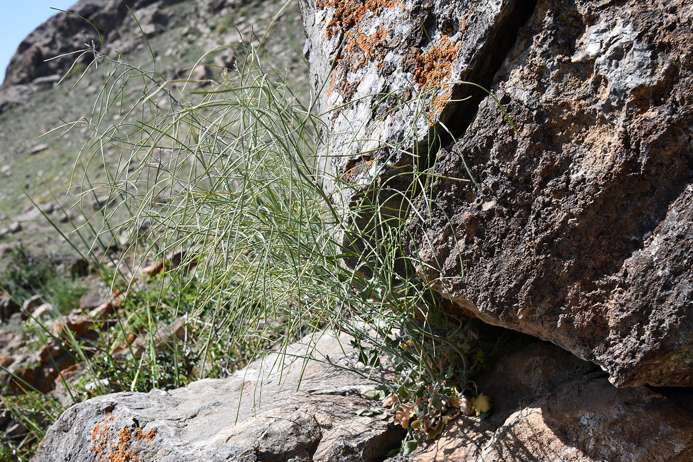 Изображение особи Crucihimalaya wallichii.