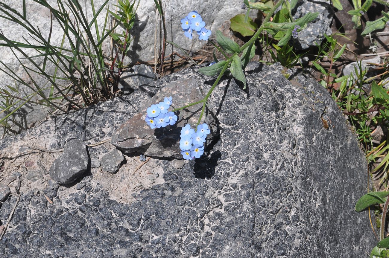 Image of genus Myosotis specimen.