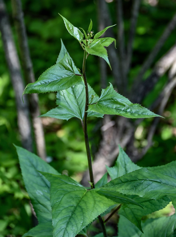 Image of Parasenecio matsudae specimen.