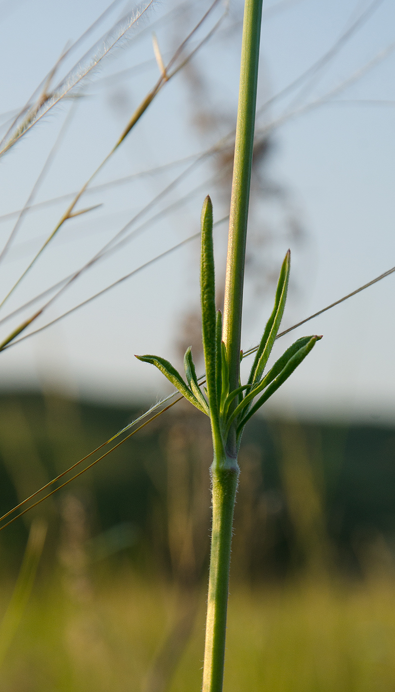 Изображение особи Silene baschkirorum.