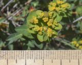 Euphorbia flavicoma. Верхушка побега с плодами и завязями. Испания, Каталония, пров. Барселона, комарка Осона, муниципалитет Рупит-и-Пруит, окр. водопада Сальт-де-Сальент, ≈802 м н.у.м., травянисто-кустарничковое сообщество. 16.04.2026.