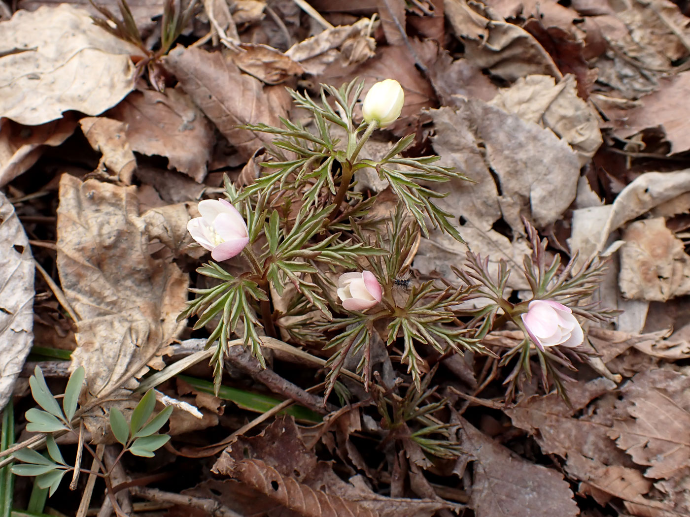 Image of Anemone amurensis specimen.