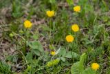 genus Ranunculus. Цветущие растения. Дагестан, Казбековский р-н, окр. с. Дубки, луговая опушка. 27.04.2026.