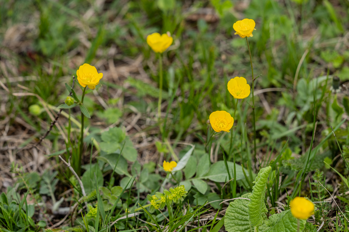 Image of genus Ranunculus specimen.