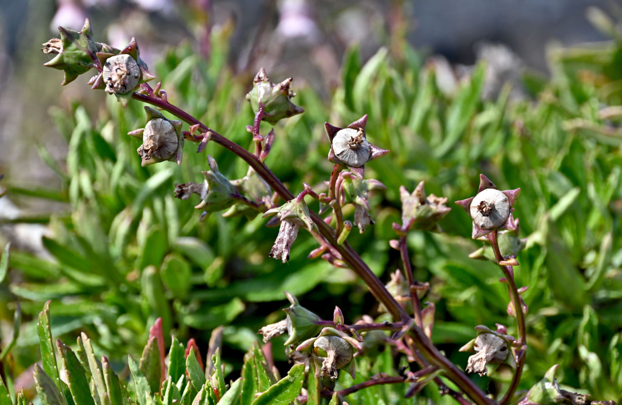 Image of Azorina vidalii specimen.